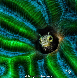Spinyhead blenny(Acanthemblemaria spinosa)

 by Magali Marquez 